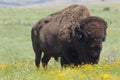 Buffalo on oklahoman prairie Royalty Free Stock Photo