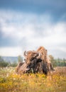 Buffalo on the open range in Yellowstone National Park