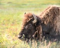 Buffalo on the open range in Yellowstone National Park