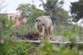 A buffalo is outside on the road while it is drizzling. Very innocent looking animal is treated with respect in india