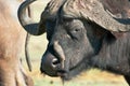 Buffalo with Ox-Pecker passenger Royalty Free Stock Photo