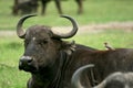 Buffalo and oxpecker Royalty Free Stock Photo