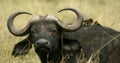 Buffalo and oxpecker Royalty Free Stock Photo