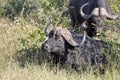 Buffalo and Oxpecker