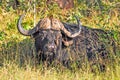 Buffalo and Oxpecker