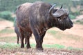 Buffalo and Oxpecker Bird