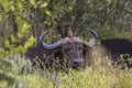Buffalo with oxpecker bird on head inside Kruger Park Royalty Free Stock Photo