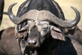 Buffalo and Oxpecker (Kenya) Royalty Free Stock Photo