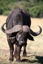 Buffalo and Oxpecker (Kenya) Royalty Free Stock Photo