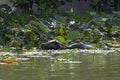 Buffalo played water inside a Lotus pond and eating crops Royalty Free Stock Photo