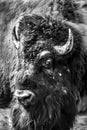 Buffalo Portrait