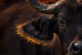 Buffalo portrait, Uganda.  Detail of bull horny head in savannah, Uganda. Wildlife scene from African nature. Brown fur of big Royalty Free Stock Photo