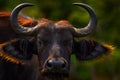 Buffalo portrait, Uganda.  Detail of bull horny head in savannah, Uganda. Wildlife scene from African nature. Brown fur of big Royalty Free Stock Photo