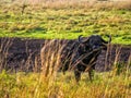 Buffalo proudly standing on African savanna, Kenya Royalty Free Stock Photo