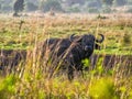 Buffalo proudly standing on African savanna, Kenya Royalty Free Stock Photo