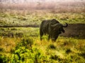 Buffalo proudly standing on African savanna, Kenya Royalty Free Stock Photo