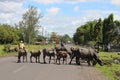 Buffalo Pulaubai Indonesia Island Onstreet Royalty Free Stock Photo