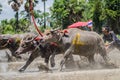 Buffalo racing Royalty Free Stock Photo