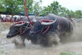 Buffalo Racing Royalty Free Stock Photo