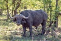 Buffalo relaxed at Kruger National Park