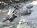 Buffalo relaxes in a mud.