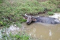 Buffalo relaxing in swamp. front of have grass field. this imag