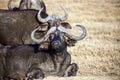 Buffalo resting in the grass