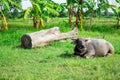 Buffalo resting beside the log Royalty Free Stock Photo