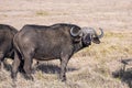 Buffalo resting in the savannah