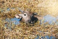 Buffalo resting in swamp mud near the lake. Royalty Free Stock Photo