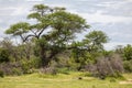A buffalo resting under a giant acacia tree
