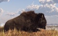 Buffalo Resting