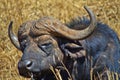 Buffalo, Rhino and Lion Nature Reserve, South Africa