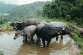 Buffalo on a rice field in Chiang Mai, Thailand. Buffalo in Mud on Farm. Buffalo photograph on the mountains background Royalty Free Stock Photo