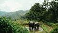 Buffalo on a rice field in Chiang Mai, Thailand. Buffalo in Mud on Farm. Buffalo photograph on the mountains background Royalty Free Stock Photo