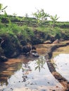 Buffalo in the ricefield, Morning view in village Royalty Free Stock Photo