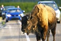 Buffalo on the Road Royalty Free Stock Photo