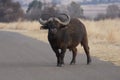 Buffalo on the road near a valley Royalty Free Stock Photo