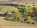 Buffalo Roundup Royalty Free Stock Photo