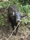 A buffalo in Rural india, Karnataka