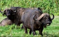 Buffalo s are grazed. Royalty Free Stock Photo