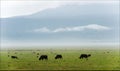 Buffalo s are grazed. Royalty Free Stock Photo