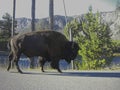 a buffalo is searching for food Royalty Free Stock Photo