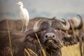 A buffalo shows us his teeth as an egret looks on