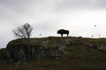 Buffalo Silhouette Royalty Free Stock Photo