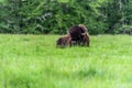 Buffalo sitting in the grass relaxing in the woods. Royalty Free Stock Photo