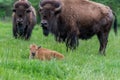 Buffalo sitting in the grass relaxing in the woods. Royalty Free Stock Photo