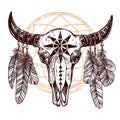 Buffalo Skull With Feathers And Dreamcatcher