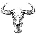 Buffalo skull- hand drawn vector illustration, isolated on white. Vector illustration.