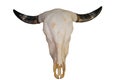 Buffalo skull